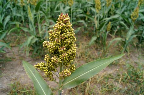 Hirse –  Ein nachhaltiges Getreide für Lebensmittel und Tierfutter?